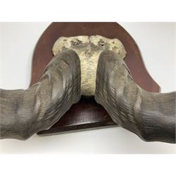 Taxidermy; Ring-necked Pheasant (Phasianus colchicus), adult female mount on open display, together with Pair of Hartebeest (Alcelaphus buselaphus) horns with upper skull, mounter upon a wooden shield, pheasant H40cm 