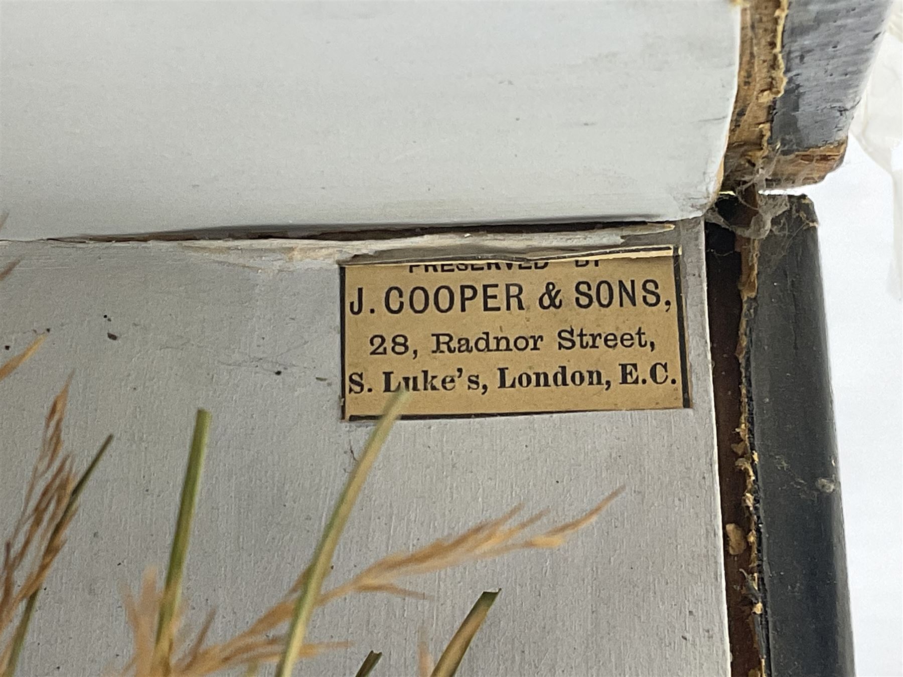 Taxidermy: Brown trout (Salmo trutta), preserved by John Cooper & Sons, 28 Radnor Street, St Luke's, London, skin mount set above a pebbled river bed with reeds and grasses, set against blue painted back drop, inscription to the back drop 'Trout caught by Rev R.S. Ricketts at Kirkham Bridge July 1st 1890, artificial fly, weight 1.5lb', L50cm H26cm 