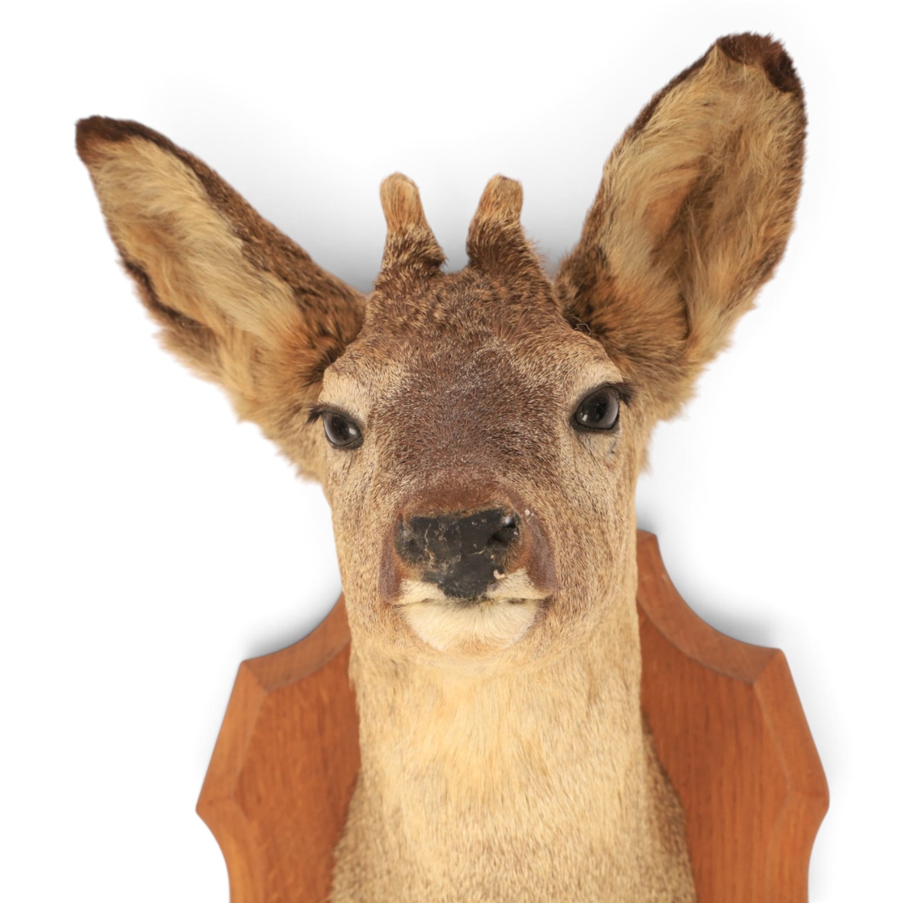 Taxidermy: European Roe Deer (Capreolus capreolus), shoulder mount, together with Roe deer antlers on cut upper skull