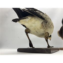 Taxidermy; Barnacle goose (Branta leucopsis), full adult mount, upon a rectangular base, together with Mallard (Anas platyrhynchos), full mount drake, upon an oval base, goose H28cm