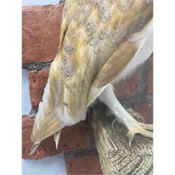 Taxidermy: Wall Mounted Barn Owl (Tito alba), dated 2001, by David Astley, Taxidermist, York, a high quality full mount adult male with head turning to the right, perched upon a short wooden beam, set against a faux brick back drop, width 50cm x height 55cm overall, bearing taxidermist's full paper trade label verso.
with Cites Article 10 (non transferable) licence no.24GBA102LOMN1 Cause of death RTA - 2001. This specimen would require a re-export licence to export from the UK, an import permit would be required into your chosen country, this is the responsibility of the buyer alone, David Duggleby Auctioneers and Valuers do not offer any onward re-export or import licences.
