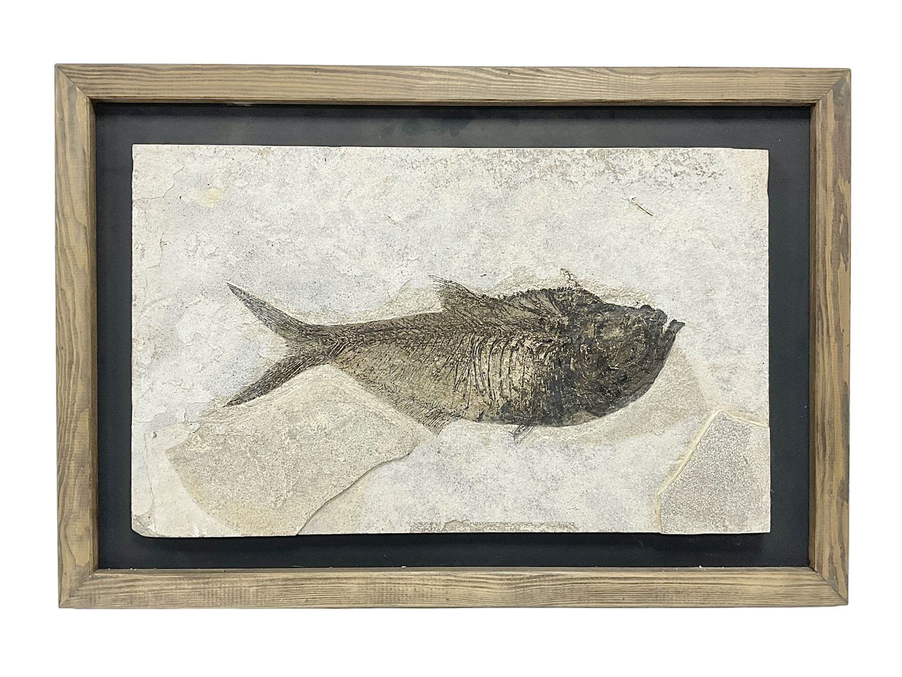 Large Fossilised fish in matrix (Knightia alta), age; Eocene period, location; Green River Formation, Wyoming, USA, in frame, fish L42cm, frame H49cm, L72cm