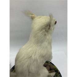 Taxidermy: Victorian albino Squirrel (Sciurus vulgaris), full mount adult, holding a hazelnut, upon naturalistic ground, enclosed beneath later glass dome with ebonised base, H32cm