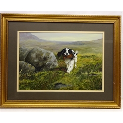 Spaniel Carrying a Grouse, 20th century oil on paper unsigned 35cm x 51cm  