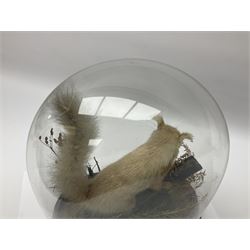 Taxidermy: Victorian cased Red Squirrel (Sciurus vulgaris), full mount adult, upon a tree branch with a naturalistic ground, enclosed beneath a period oval glass dome with ebonised base, raised upon four bun feet, H36cm 