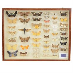 Entomology: Single glazed display of moths, circa 20th century, single glazed display containing forty nine various specimens, including Tiger Day Flying moth, Dysphania, Cyana Subalba, some with attached data labels, all pinned with named labels, enclosed within a glazed entomology drawer, H35cm, W45cm