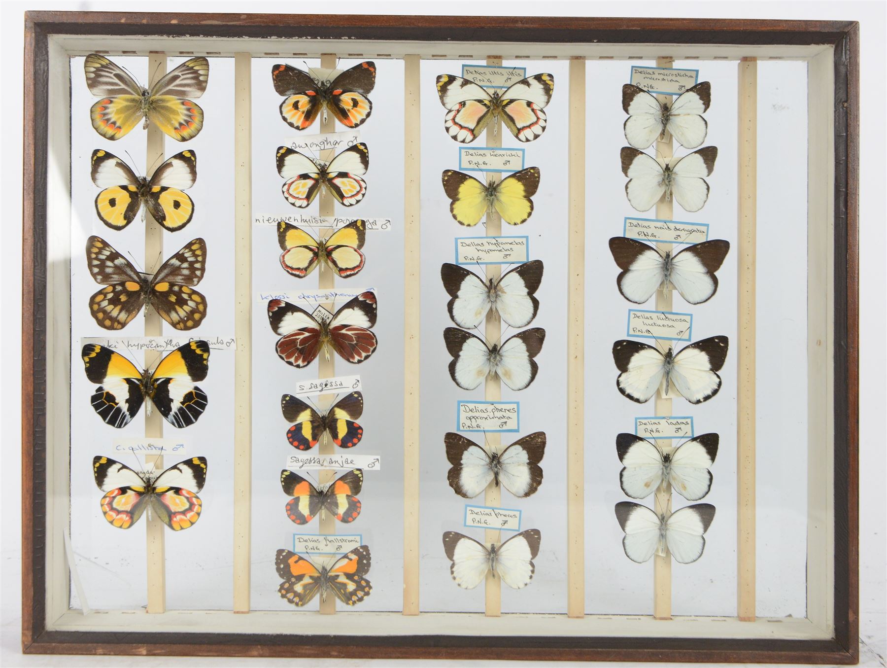 Entomology; Over one hundred butterfly specimens, mainly Delius  and African Colotis, including Delias Pheres, Delias ladas, Delias Iltis etc, housed within British Natural History Museum wartime cabinets with seven double glazed draws together with two illustrated books of the genus Dalius of the World, in Japanese with coloured plates of specimens and habitat images
The cabinets were used to house the entire collection of insects from the British Natural History Museum, which in turn were removed from the Museum to a safe place away from the London Blitz during World War Two, there were eight draws to each cabinet which had handles on the top for ease of lifting and transportation.They have adjustable corked wood slats so as to accommodate various size insects (Wing Spans etc), whilst keeping them in neat rows
