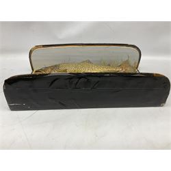 Taxidermy: Brown trout (Salmo trutta), preserved by John Cooper & Sons, 28 Radnor Street, St Luke's, London, skin mount set above a pebbled river bed with reeds and grasses, set against blue painted back drop, inscription to the back drop 'Trout caught by Rev R.S. Ricketts at Kirkham Bridge July 1st 1890, artificial fly, weight 1.5lb', L50cm H26cm 