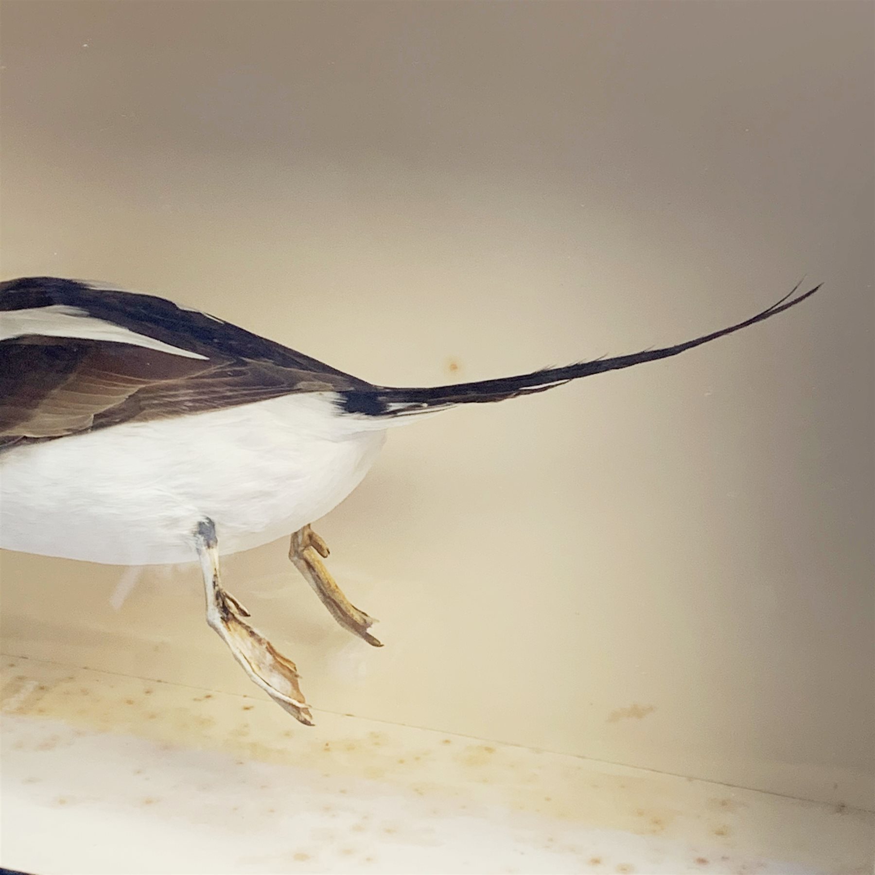 Taxidermy: A 20th century cased Long-Tailed Duck (Clangula hyemalis), full mount, modelled in swimming pose, encased within an ebonised single pane display case, H43cm L63.5cm D21cm 