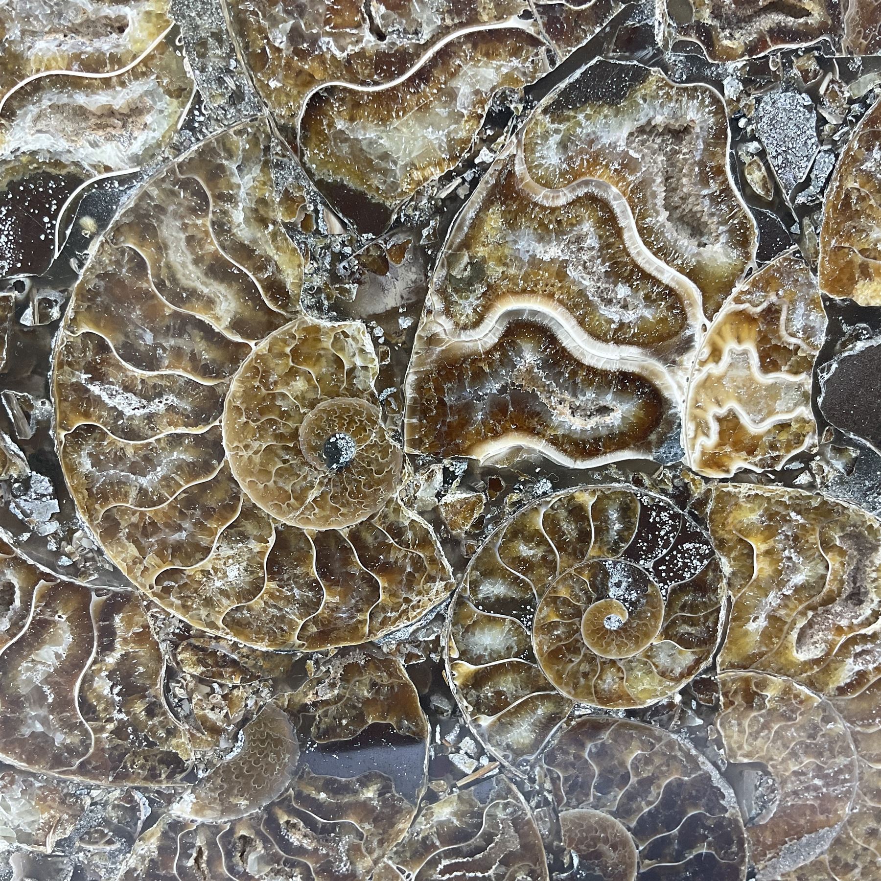 Polished ammonite plate, formed of individual ammonites, age: Jurassic period, D28cm