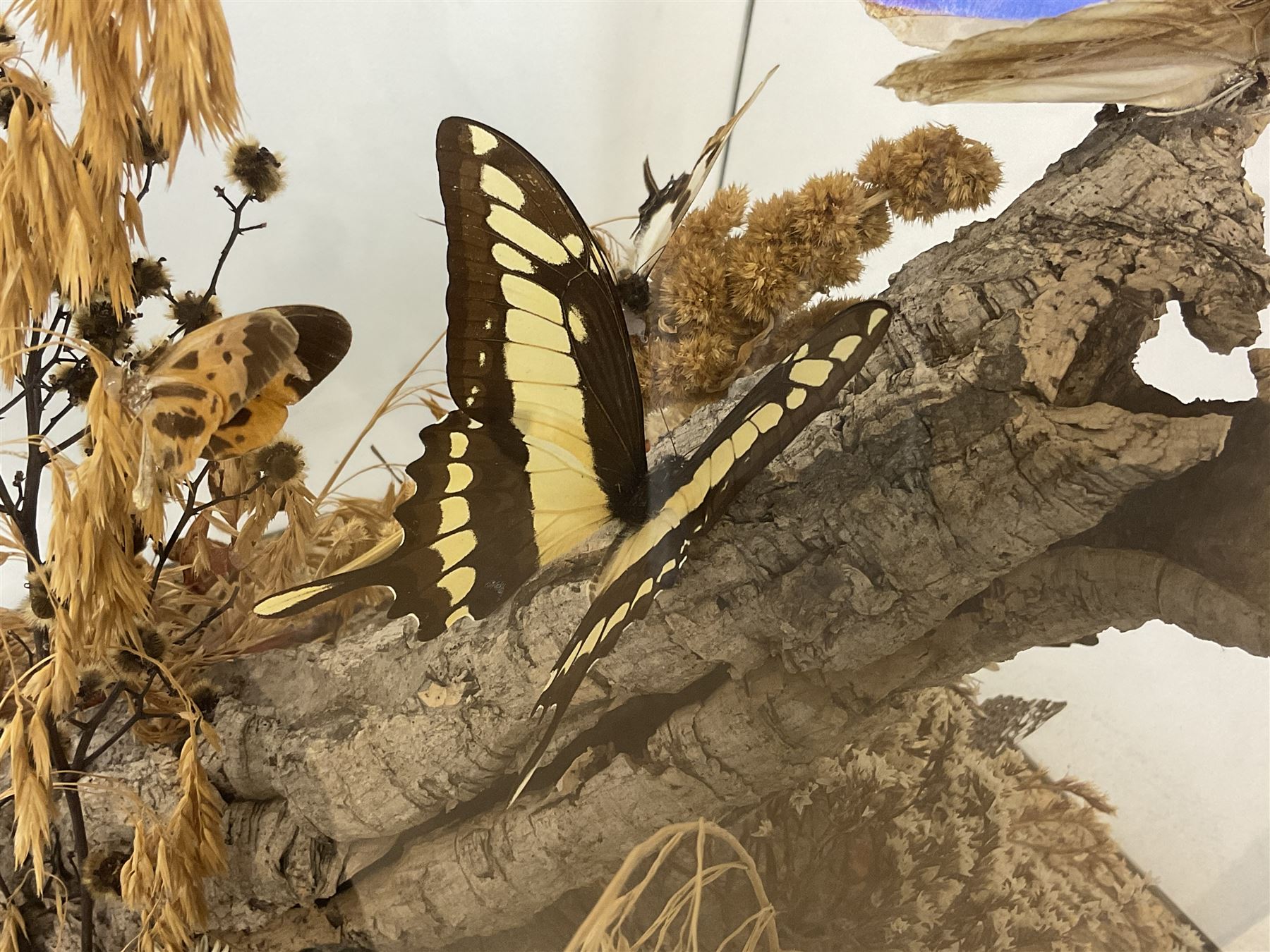 Entomology: 20th century cased moth and butterfly diorama, including Godart morpho, Chrysiridia rhipheus, Cathosia biblis, Appias lyncida, Hamadryas and others arranged amongst dried flowers and grasses, enclosed in a glass five sided terrarium display case with a wooden base, L43cm D43cm H49cm 