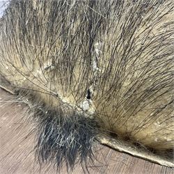 Taxidermy: European Wild Boar (Sus scrofa), adult male shoulder mount looking straight ahead mouth agape, mounted upon a wooden shield, D52cm