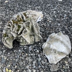 Sea Coral and sea shell  - THIS LOT IS TO BE COLLECTED BY APPOINTMENT FROM DUGGLEBY STORAGE, GREAT HILL, EASTFIELD, SCARBOROUGH, YO11 3TX