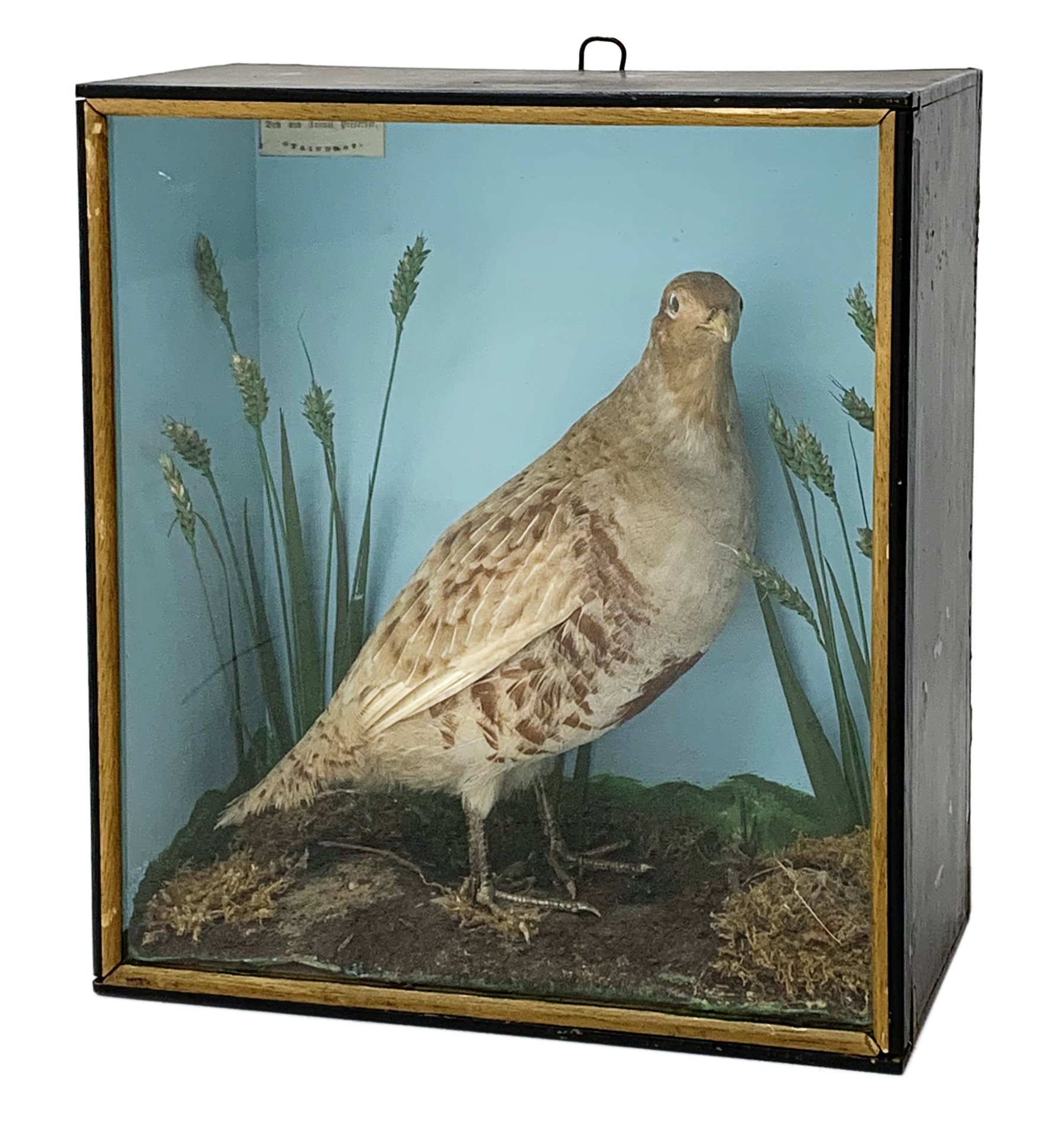 Taxidermy:  Late Victorian cased English Partridge by George Harrison, full mount stood upon moss covered groundwork, set against a plain papered interior, L29.5cm, H32cm, D13cm 
