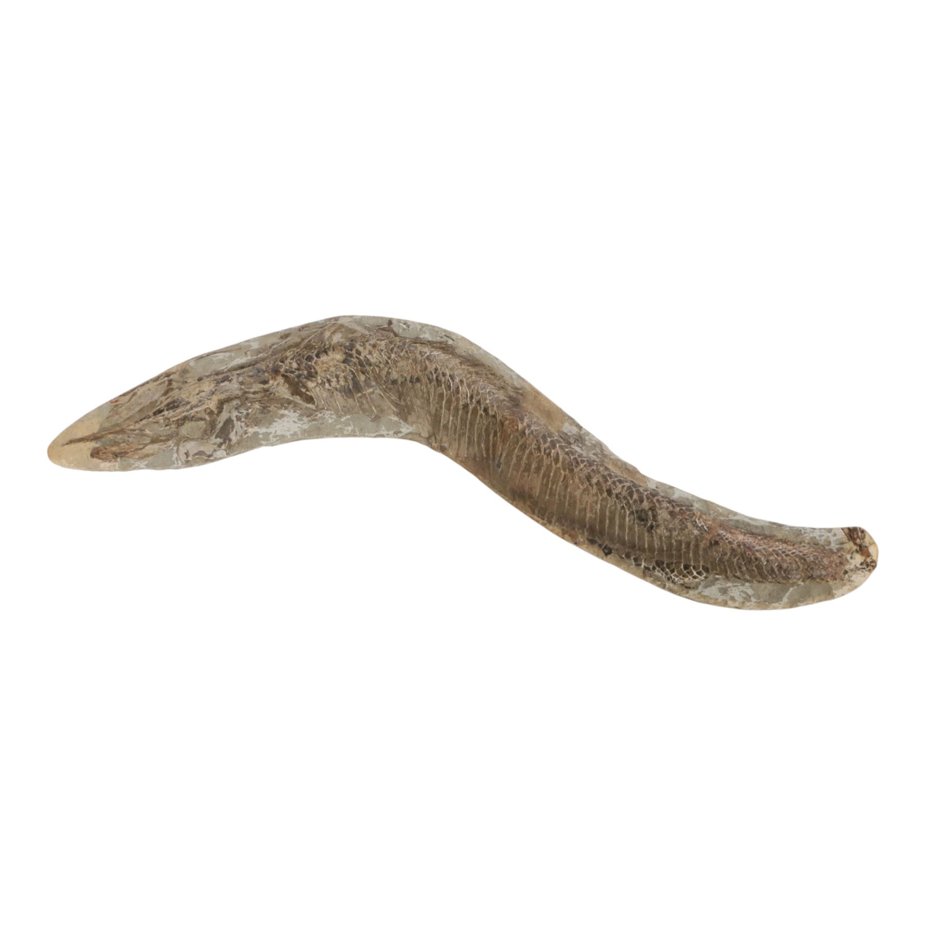 Fossilised fish specimen, Aspidorhynchus Compotoni (Garfish), age; Cretaceous Period, location; Santana Formation, Brazil, L54cm