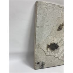 Fossilised fish group in a single matrix; freshwater fish presentation from the prehistoric system of three lakes known as the Green River Formation, featuring Priscacara, Phareodus testis, Diplomystus dentatus
 H59cm, L97cm