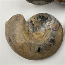 Two polished goniatites, age Devonian period, location Morocco and one polished Nautilus, age Devonian period, location Madagascar, largest D10cm  
