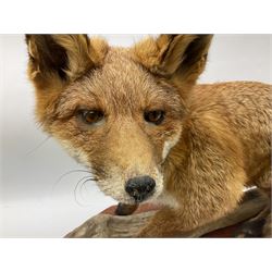 Taxidermy:  Red Fox (Vulpes vulpes), full adult mount stood upon a dry tree root and mounted on a wooden plinth, H50cm