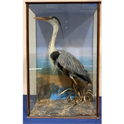 Taxidermy: Early 20th century cased Grey Heron (Ardea cinerea), in naturalistic setting with grasses, set against a painted waterside backdrop, enclosed within a pitch pine three pane display case, indistinct hand written inscription verso At Stock Mill in Burniston Drain […] shot 1913 April 13th by TGA, H86cm L56cm D28.5cm 