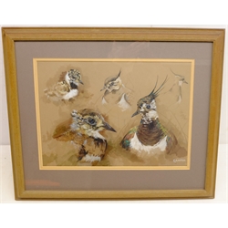  Robert E Fuller (British 1972-): Studies of a Lapwing and Young, gouache signed and dated 1992, 29.5cm x 41cm  DDS - Artist's resale rights may apply to this lot    