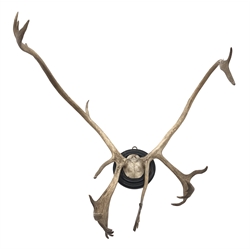  Taxidermy - Reindeer antlers, on circular ebonised mount, H84cm, W72cm  