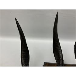 Antlers/horns; Bushbuck (Tragelaphus sylvaticus),  Duiker Buck (Sylvicapra grimmia) and Springbok (Antidorcas marsupialis), three pairs of adult antlers upon an oak shield, shield H38cm 