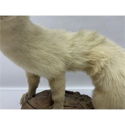 Taxidermy; Ermine Stoat (Mustela erminea), full mount adult stood upon a wooden base, H35cm