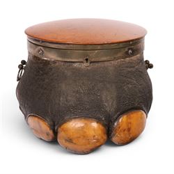 Taxidermy: 19th century elephant foot cigar case, the hinged wooden lid opening to reveal ...