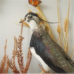 Taxidermy; cased bird diorama, comprising Red Grouse (Lagopus Lagopus Scotica), Northern Lapwing (Vanellus Vanellus) and a White Throated Dipper (Cinclus Cinclus), enclosed within display case, H50cm x W59cm