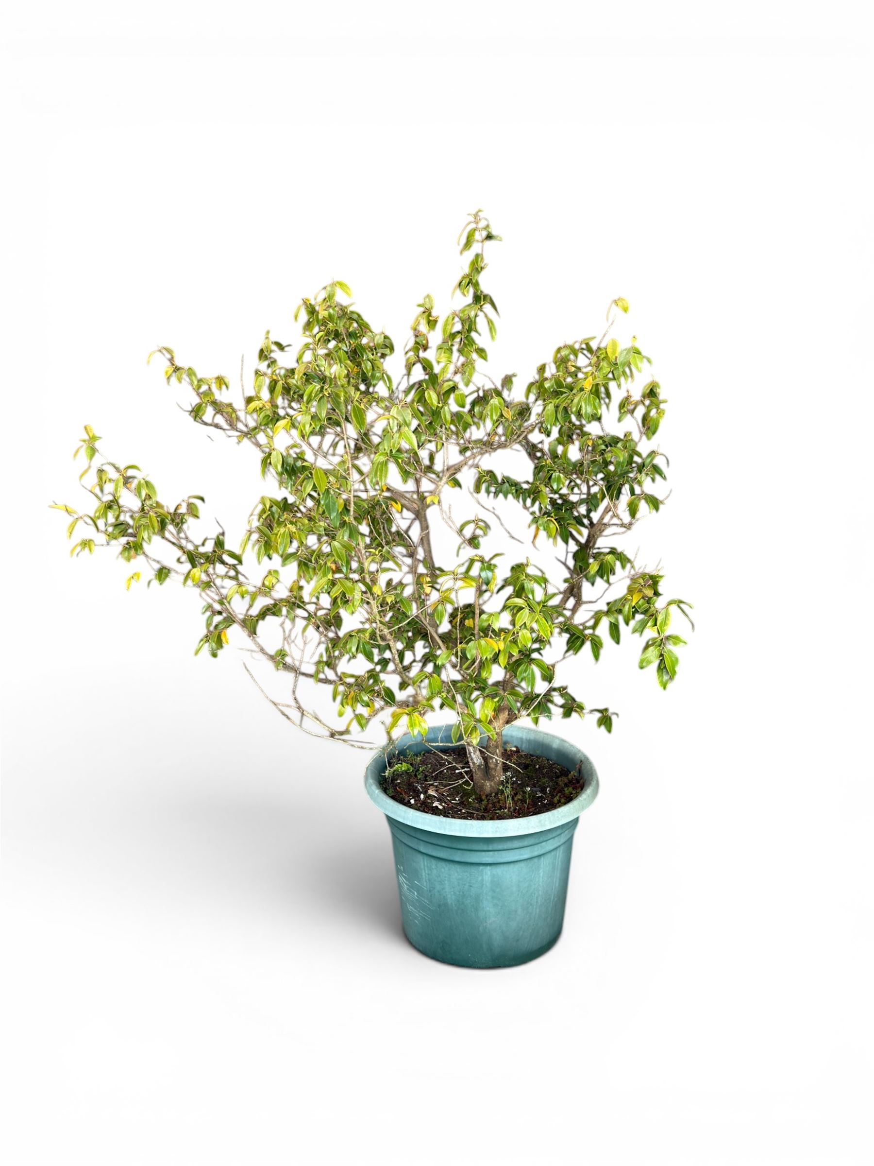 Camellia tree, planted in large circular plastic tub