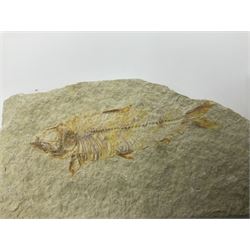 Four fossilised fish (Knightia alta) each in an individual matrix, age; Eocene period, location; Green River Formation, Wyoming, USA, largest matrix H6cm, L11cm