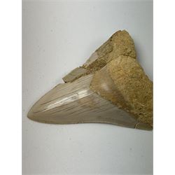 Megalodon (Otodus Megalodon) tooth fossil, with fine serrations, age; Miocene period location; Java, Indonisia, H9cm, W7cm 
Notes; Believed to have grown as large as 18 metres, the Megalodon was the largest shark and one of the most dominant marine predators ever to have existed. It roamed the ancient seas for around 20 million years until their extinction around 3.6 million years ago. Megalodon teeth vary in colour and ton. influenced and coloured over the millennia by the conditions in which they are preserved
