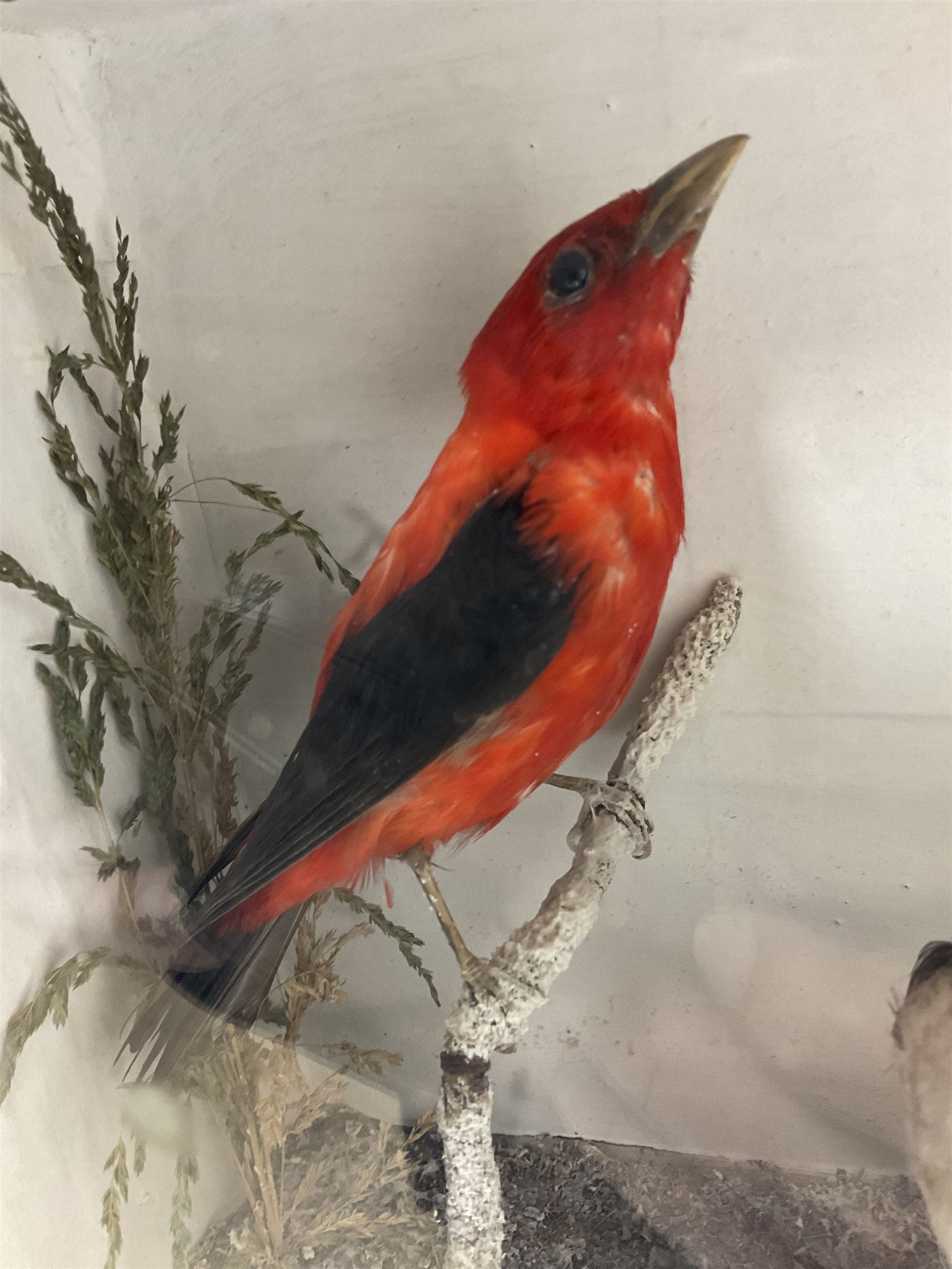 Taxidermy; Victorian cased display of birds, comprising Scarlet Tanager (Piranga olivacea), Campo Troupial (Icterus jamacaii) and Snow Bunting (Plectrophenax nivalis), amidst a naturalistic setting, encased within an ebonised single pane display case, H23cm, L35cm