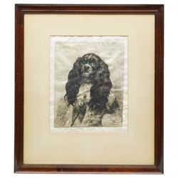 Herbert Dicksee (British 1862-1942): 'Bonnie Prince Charlie - A King Charles Spaniel', drypoint etching on vellum signed in pencil pub. Fine Art Society 1902, 27cm x 22cm
