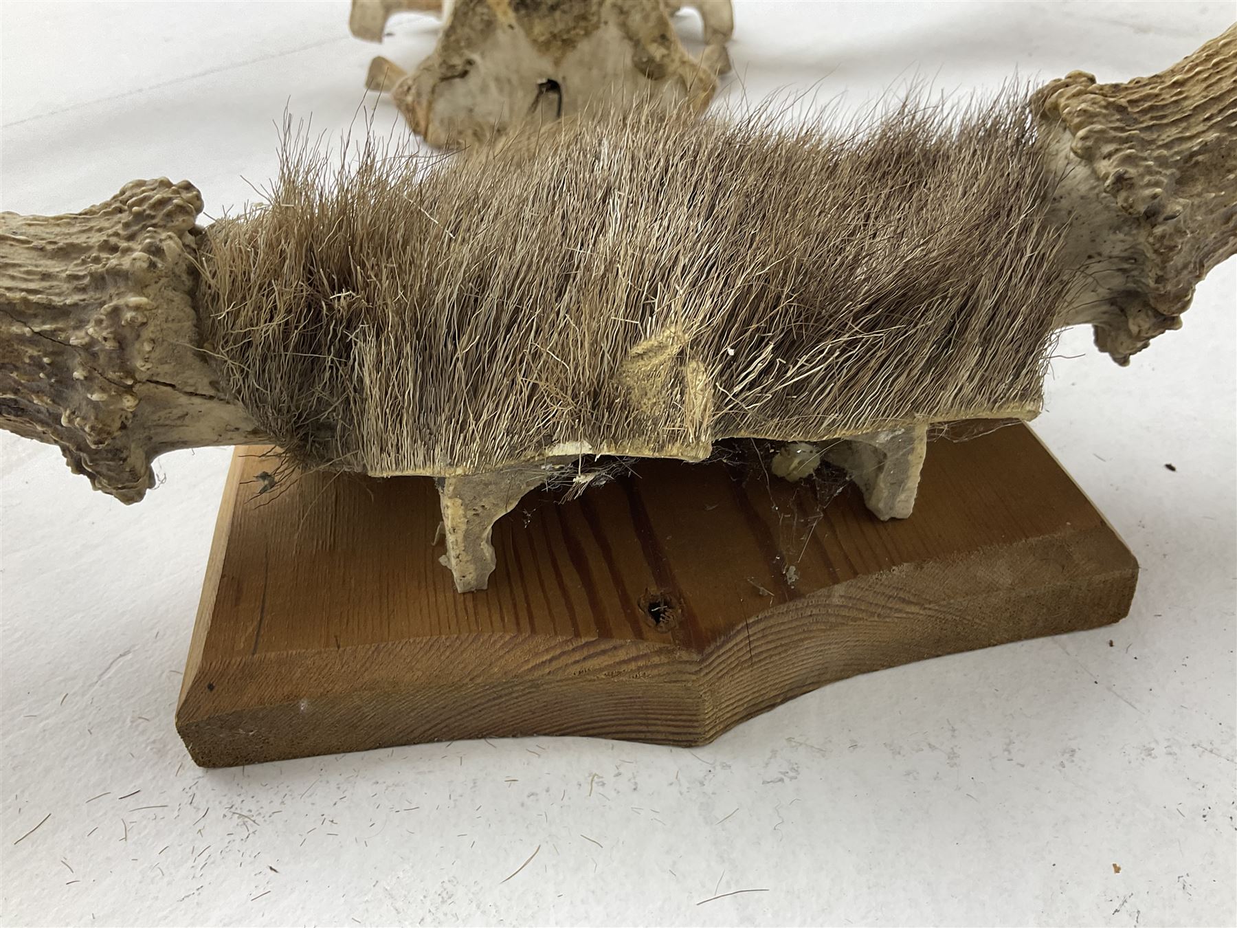 Antlers/horns: European Moose (Alces alces), two pairs of antlers on part upper skulls, one with fur covered frontlet, largest W85cm