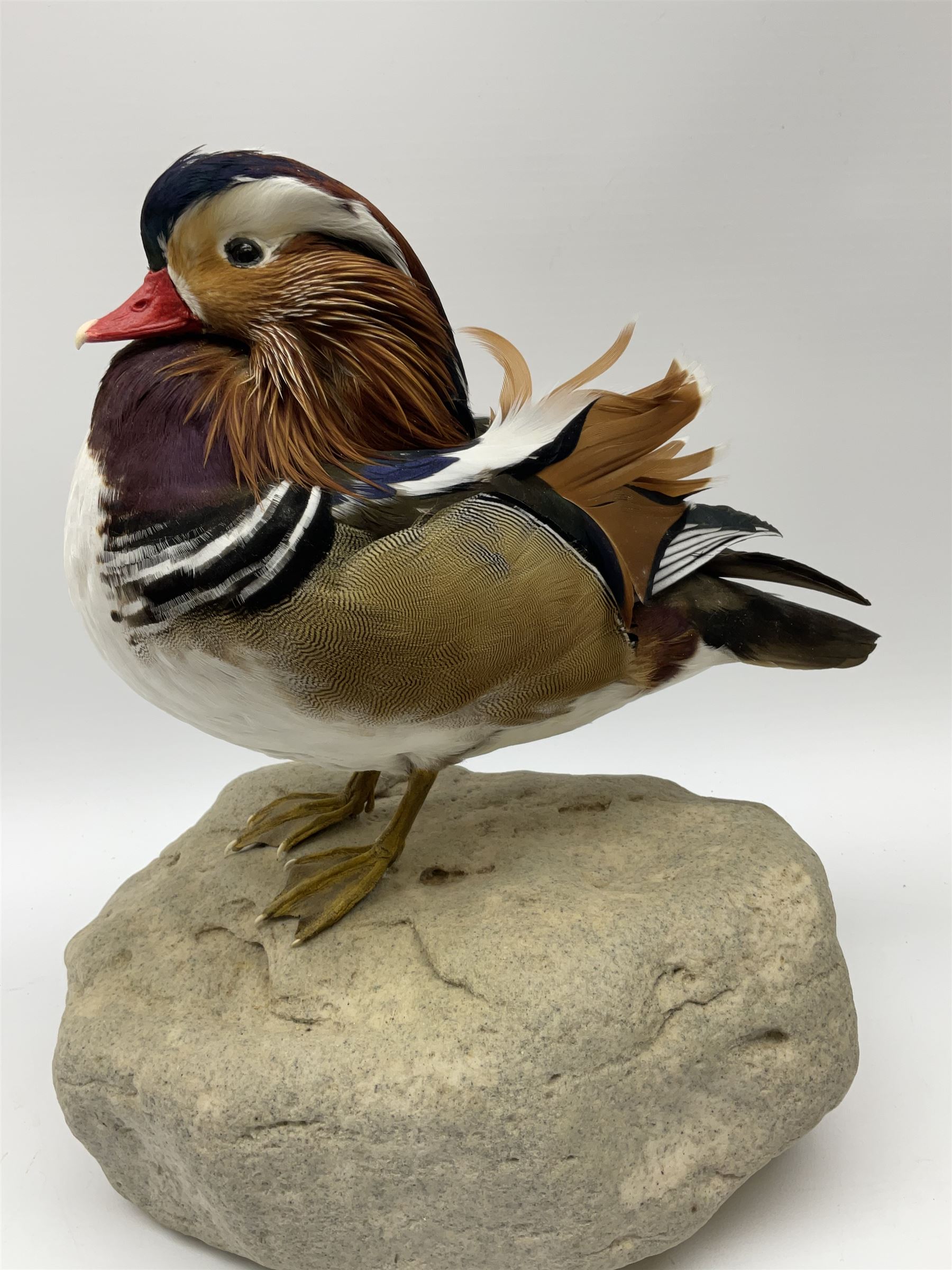 Taxidermy: Mandarin duck (Aix galericulata), modern, by award winning Taxidermist - Carl Church, Pickering, North Yorkshire, a full mount adult perched on a rock, H36cm W35cm.
