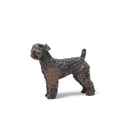 Three cold painted bronze terriers, two Airedales and one Kerry Blue, the latter stamped on the
underside 'Austria', largest W7.5cm