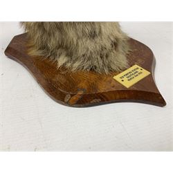 Taxidermy; Red Fox Mask (Vulpes vulpes) by Peter Spicer & Sons, Leamington, head turned to the left in snarling pose on oak shield with plaque 'Old Pumping Station Goathland March 31st 1933'