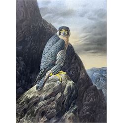 Cyril David Johnston (British 1946-): Peregrine Falcon, watercolour signed 53cm x 39cm