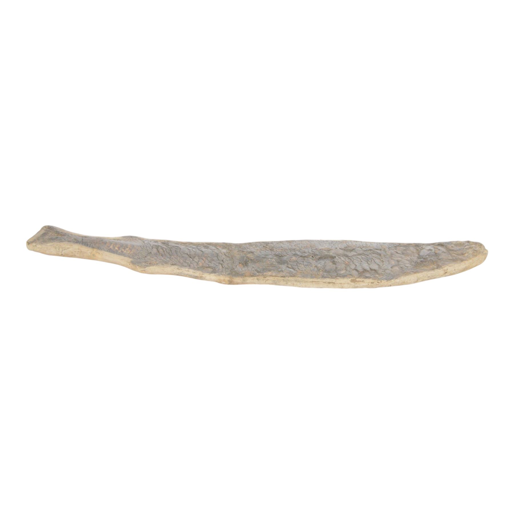 Fossilised fish specimen, Lepidotus Sp (Amazonian River Pike), age; Jarassic Period, location; Brazil, L83cm, H18cm 