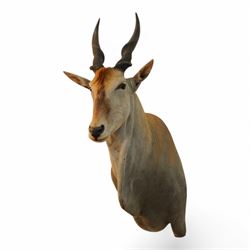Taxidermy: Common Eland (Taurotragus Oryx), South Africa, large adult bull shoulder mount looking straight ahead, H160cm, D100cm 