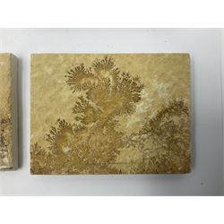 Six dendrite crystals each in an individual sandstone plaque, each plaque H6cm, L8cm