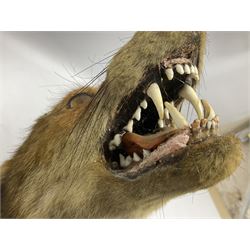 Taxidermy; Red fox mask (Vulpes vulpes), with mouth agape bearing teeth and ears back, mounted upon oak shield
