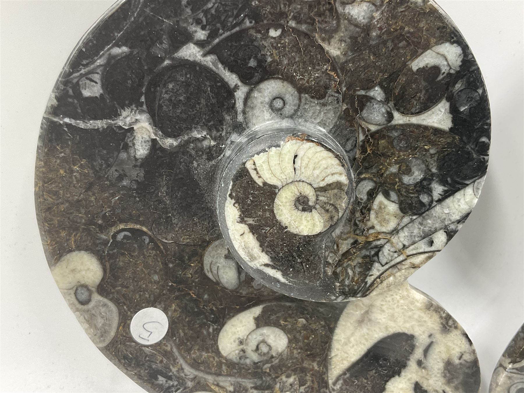 Pair of dishes in the form of ammonites with a raised Goniatite to the centre and Orthoceras and Goniatite inclusions, age: Devonian period, location: Morocco, D11cm