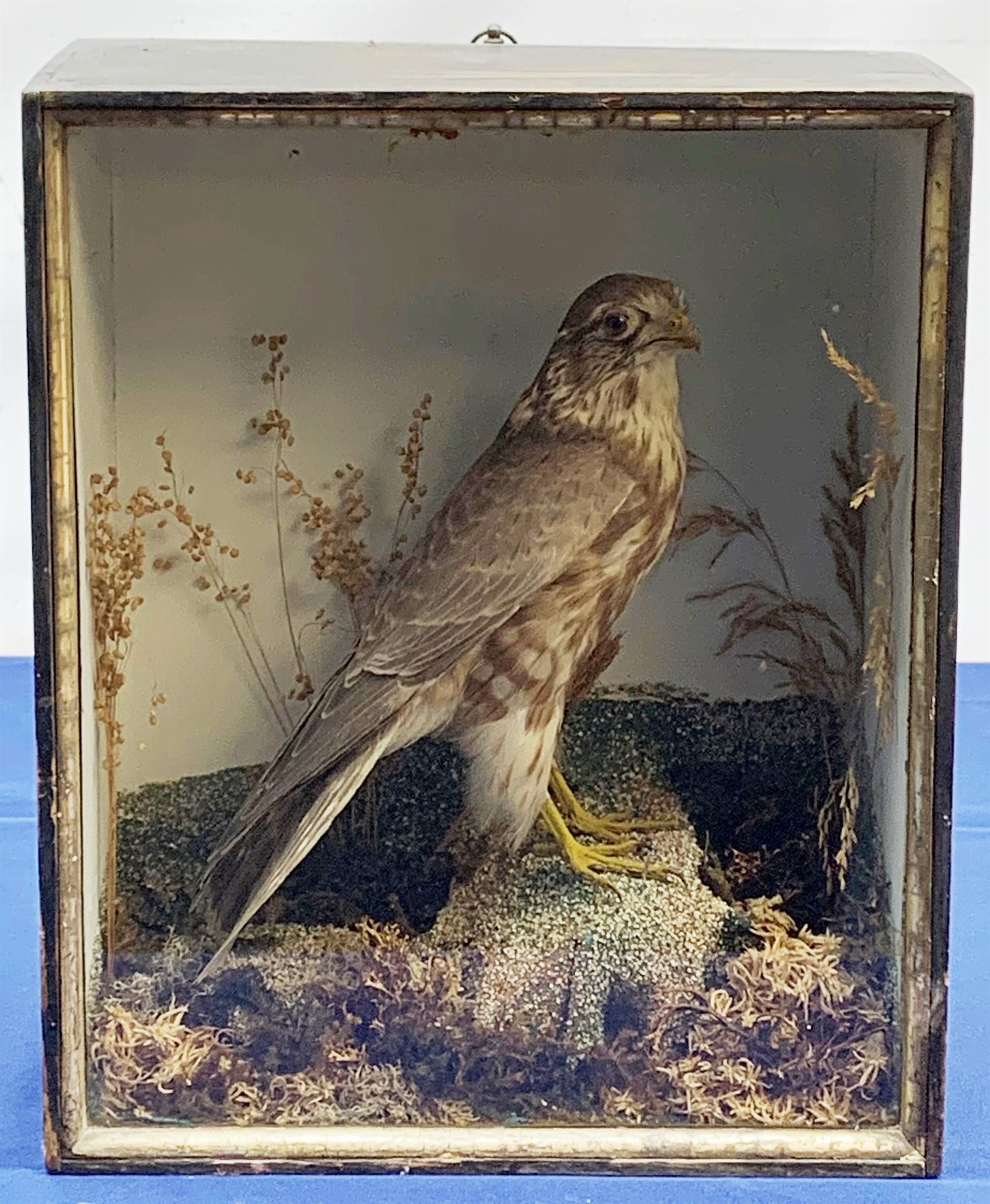 Taxidermy: A Victorian cased Merlin (Falco columbarius), in naturalistic setting with lichen, grasses and other fauna, set against a pale blue painted backdrop, encased within an ebonised single pane display case, traces of paper label verso, H35.5cm L29cm D14.5cm 