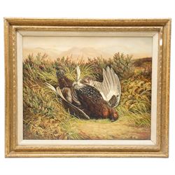 Benjamin Hold (British 1847-1917): Scottish Red Grouse, pair oils on canvas signed and dated 1898, 42cm x 52cm (2)