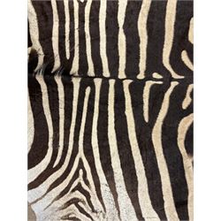Skins/Hides: Zebra Skin (Equus quagga), adult flank hide with shortened limbs, L130cm, W132cm