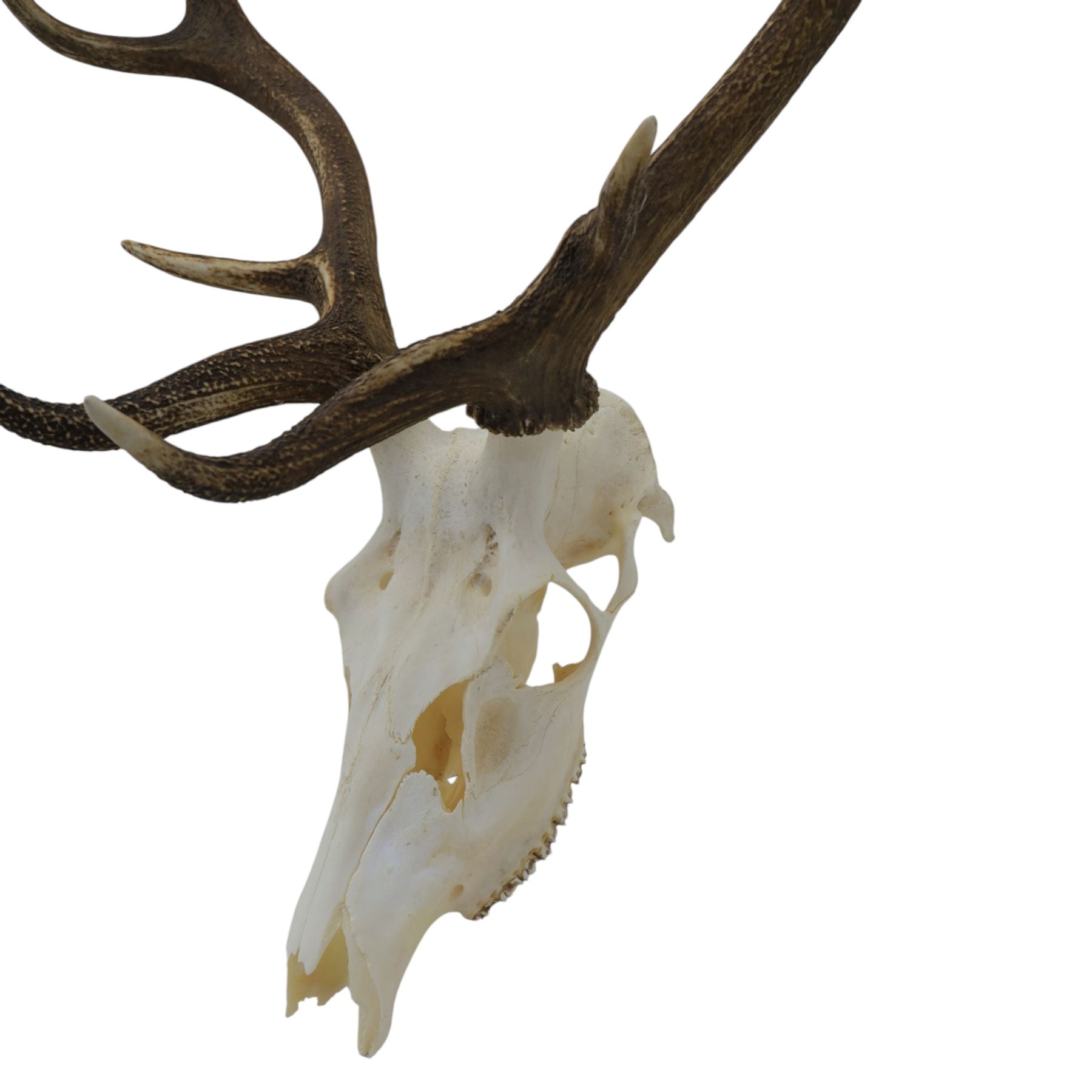 Antlers/Horns: Pair of Red Deer (Cervus elaphus) antlers on skull, H105cm