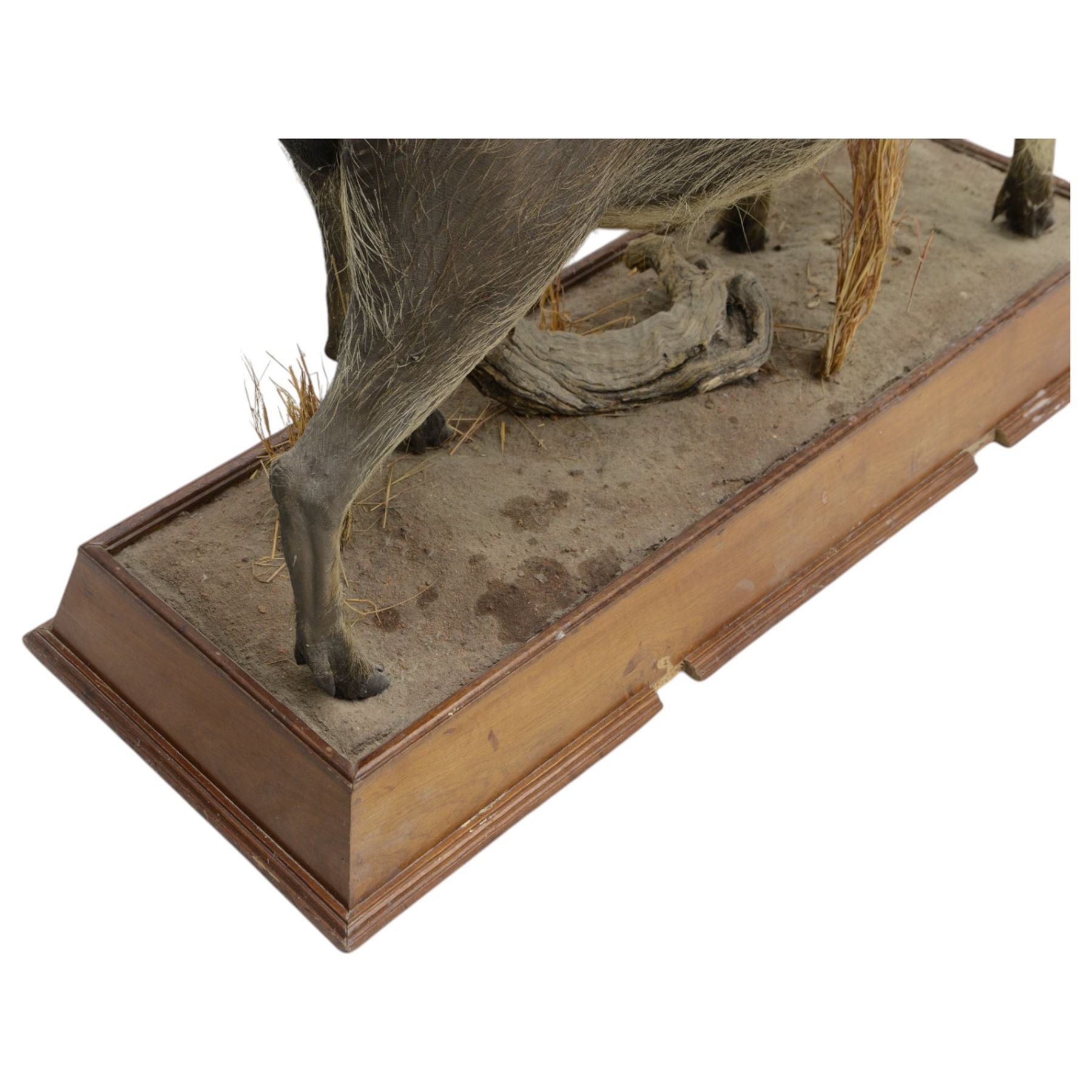 Taxidermy: Common Warthog (Phacochoerus africanus), full mount adult on open display, in running pose, mounted upon a naturalistic rectangular base, H83cm, L140cm
