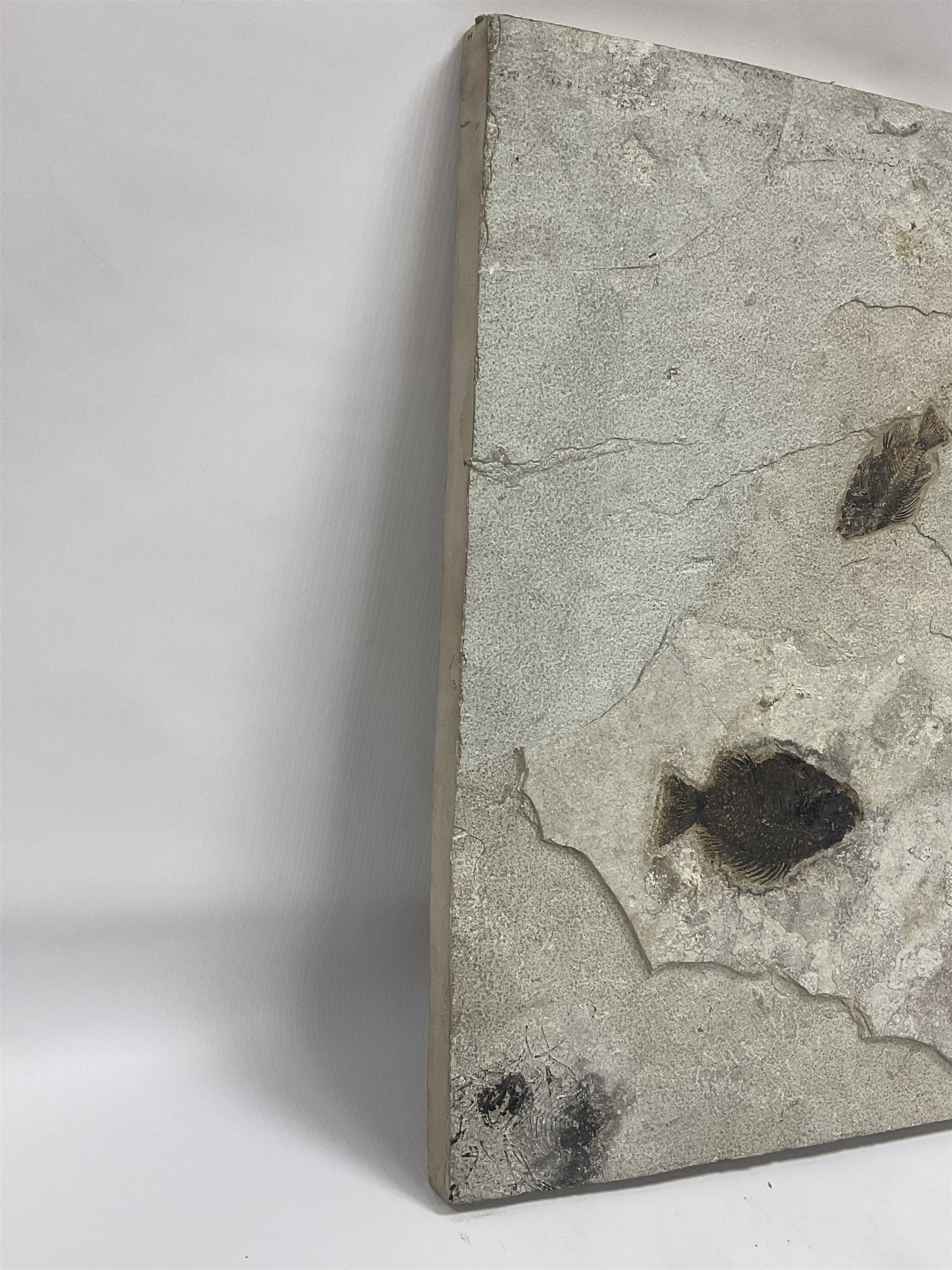 Fossilised fish group in a single matrix; freshwater fish presentation from the prehistoric system of three lakes known as the Green River Formation, featuring Priscacara, Phareodus testis, Diplomystus dentatus
 H59cm, L97cm
